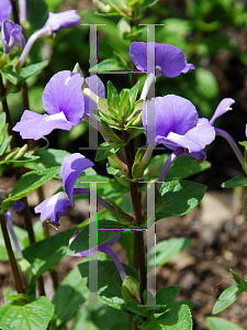 Picture of Otacanthus caeruleus 