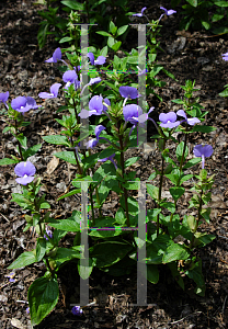 Picture of Otacanthus caeruleus 