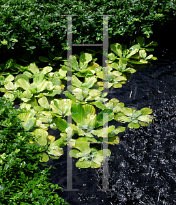 Picture of Pistia stratoites 