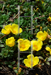 Picture of Portulaca  'Yubi Lemon Yellow'