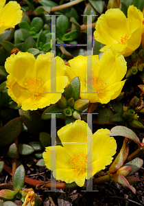 Picture of Portulaca  'Yubi Lemon Yellow'