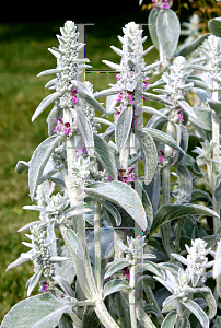 Picture of Stachys byzantina 