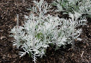 Picture of Senecio viravira 