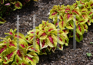 Picture of Solenostemon scutellarioides 'Kong Rose'