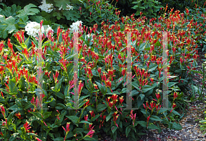 Picture of Spigelia marilandica 