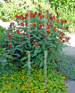 Picture of Spigelia marilandica 