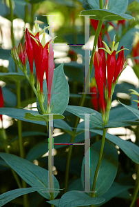 Picture of Spigelia marilandica 