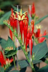 Picture of Spigelia marilandica 