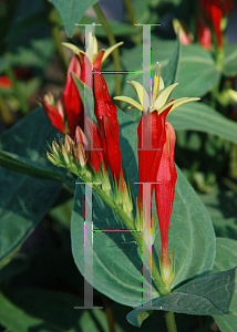 Picture of Spigelia marilandica 