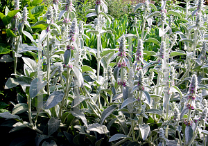 Picture of Stachys byzantina 