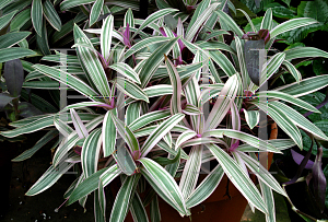 Picture of Tradescantia spathacea 'Nana Tricolor'