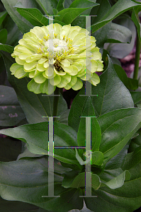 Picture of Zinnia elegans 'Envy'