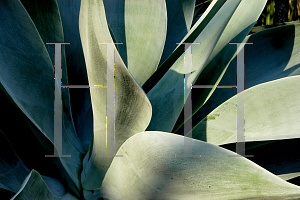 Picture of Agave attenuata 'Nova'