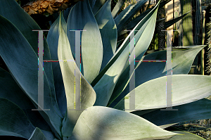 Picture of Agave attenuata 'Nova'