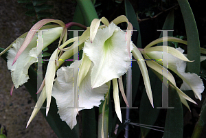 Picture of Brassavola  'Jimminey Cricket'