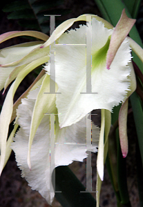 Picture of Brassavola  'Jimminey Cricket'