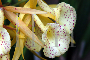 Picture of Brassolaelia  'Yellow Bird'