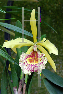 Picture of X Brassolaeliocattleya  'Mendenhall'