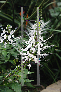 Picture of Clerodendranthus spicatus 