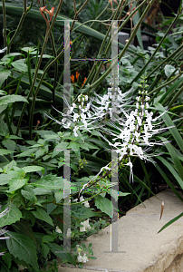 Picture of Clerodendranthus spicatus 