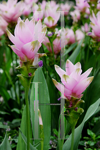 Picture of Curcuma alismatifolia 