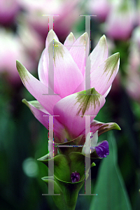 Picture of Curcuma alismatifolia 