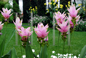 Picture of Curcuma alismatifolia 