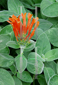 Picture of Dicliptera suberecta 