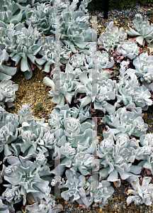 Picture of Echeveria  'Topsy Turvy'