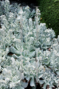 Picture of Echeveria  'Topsy Turvy'