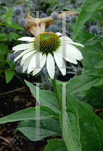 Picture of Echinacea purpurea 'White Swan'