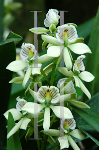 Picture of Encyclia radiata 