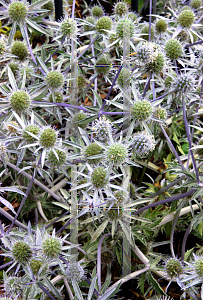 Picture of Eryngium planum 'Blaukappe'