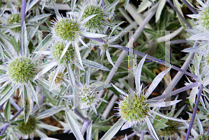 Picture of Eryngium planum 'Blaukappe'