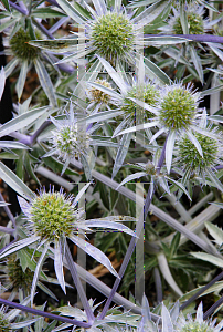 Picture of Eryngium planum 'Blaukappe'