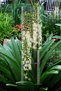 Picture of Eucomis comosa 'Oakhurst'