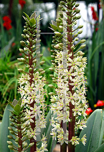 Picture of Eucomis comosa 'Oakhurst'