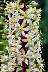 Picture of Eucomis comosa 'Oakhurst'