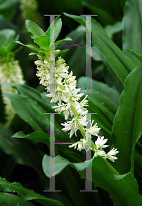 Picture of Eucomis zambesiaca 