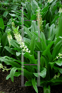 Picture of Eucomis zambesiaca 