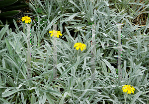 Picture of Gazania rigens 'Sundrop'