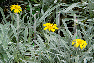 Picture of Gazania rigens 'Sundrop'