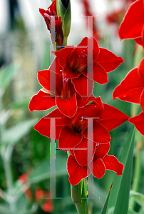 Picture of Gladiolus  'Flevo Junior'