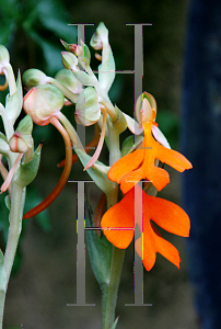 Picture of Habenaria rhodochelia 