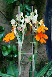 Picture of Habenaria rhodochelia 