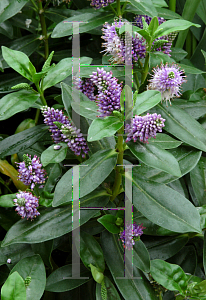 Picture of Hebe speciosa var. violacea 