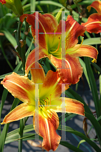 Picture of Hemerocallis  'Court Troubador'