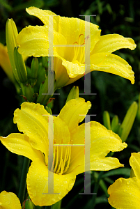 Picture of Hemerocallis  