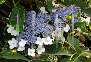 Picture of Hydrangea macrophylla 'Mariesii Variegata'