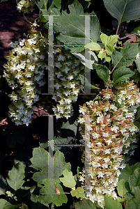 Picture of Hydrangea quercifolia 'Snowflake'